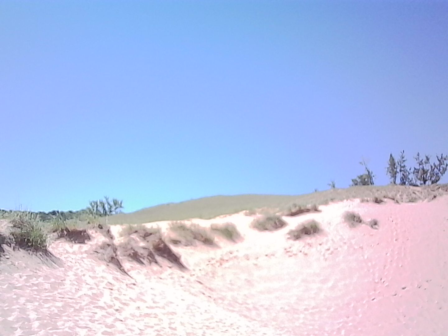 Dunes with grass. Dunes with grass